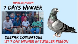 Deepak Coimbatore 1st 7 day tournaments winner tumbler pigeon winner [upl. by Miun]