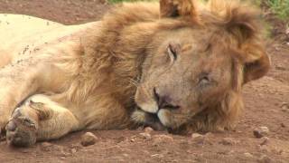 Ngorongoro Crater amp Serengeti Tanzania [upl. by Altaf]