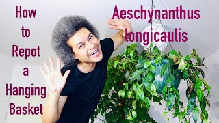 How to Repot an Aeschynanthus longicaulis Black Pagoda  Zebra Basket Vine  Lipstick Plant [upl. by Cirala]