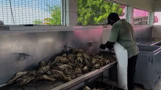 Visiting the Fish plant in South Caicos [upl. by Mccully]