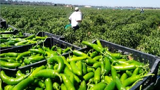 Green Chili Pepper Farming and Harvest  Green Chili Pepper Processing Factory  Chili Cultivation [upl. by Purington]