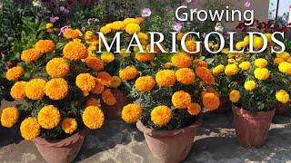 Marigold Flower  How To Grow Marigolds Easily [upl. by Hanako895]