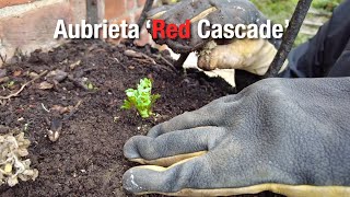 Planting Aubrieta Red Cascade  Restoring Wall Planter Part 2 [upl. by Eneryc]