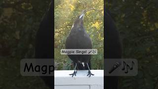 Australian Magpie Sound A Captivating Aussie Icon of Natural Beauty magpie call song birds [upl. by Eninahs443]