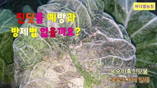 배추진딧물 예방과 방제법 없을까요 [upl. by Aliber21]