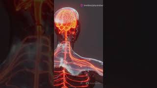 DERMATOMES amp MYOTOMES EXPLAINED IN JUST 60 SECONDS 👉 ▶️ThephysioBench facts medical [upl. by Attelrak312]