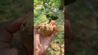 എന്റെ വീട്ടിലെ variety fruits കണ്ടാലോ 🌿✨ aparnaanand [upl. by Nesila]