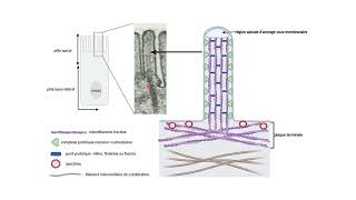 Organisation des microfilaments dactine dans les microvillosités [upl. by Dugas]