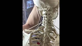 Functional Anatomy of the Hyoid Bone on the Skeleton Model  BONEMANpro [upl. by Tremain970]