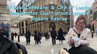 St Paul Cathedral amp City of London Magistrates Court around places birds Rescue [upl. by Noired944]