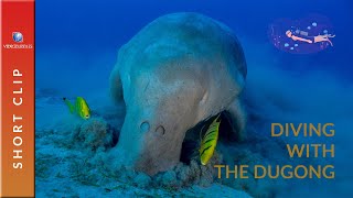 The Dugong scuba diving on the sea grass [upl. by Harrat]