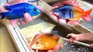 STUNNING African Cichlid Fish Farm [upl. by Llehsam]