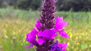 Purple Loosestrife Lythrum Salicaria  20120628 [upl. by Tremml610]