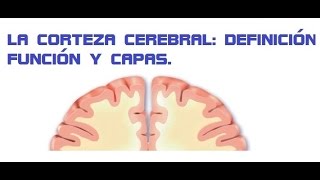 Conceptos basicos 6 la corteza cerebral [upl. by Gnirps]