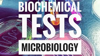 Microbiology Lab Practical Information Part 2 [upl. by Otreblasiul]