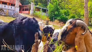 GOAT FARMING🐐🐐 OUR ACTIVITIES WITH TAME AND CUTE GOATS GOAT VIDEOS [upl. by Nnyleve859]