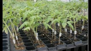 Tomato grafting technique how to graft tomato plant at home [upl. by Mehta780]