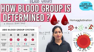 How to determine BLOOD GROUP MULTIPLE ALLEL Rh factor ABO Blood groupneet2025biologyClass XI [upl. by Kappenne906]