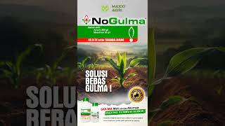 maxxiagri  PAKET NOGULMA herbisida Selektif untuk jagung SOLUSI BEBAS GULMA mantap shorts [upl. by Alial500]