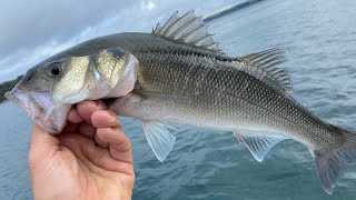 Bass Fishing  Best way to catch Bass and Wrasse on Live Prawn  Float fishing  The Fish Locker [upl. by Sikorski]