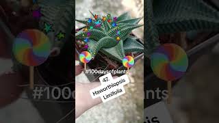 47 Haworthiopsis Limifolia 100dayschallenge haworthia succulentlover plantchallenge houseplant [upl. by Nodnnarb]