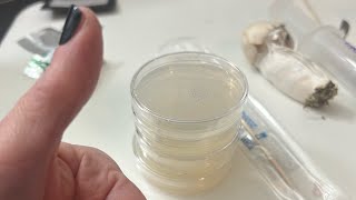 Inoculating agar with mushroom genetics class 2 [upl. by Gagnon]