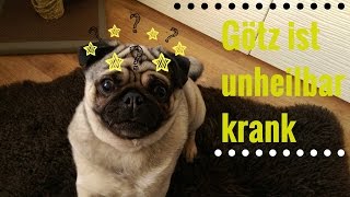 Hund Götz hat Epilepsie  Der Anfall die Diagnose die Medikamente [upl. by Alamap836]