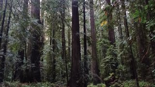 Redwood National Park [upl. by Meave]