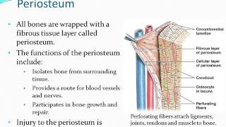 Osseous Tissue  Part 2 [upl. by Gregorio]