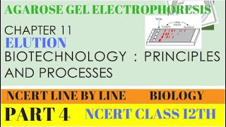 PART4 AGAROSE GEL ELECTROPHORESISBIOTECHNOLOGY PRINCIPLES AND PROCESSESCHAPTER 11 CLASS 12 BIO [upl. by Him]