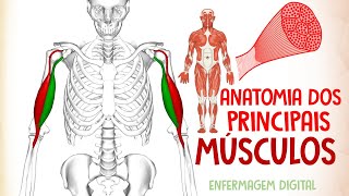 Anatomia dos Principais Músculos do Corpo Humano  Prof Alan Cardec [upl. by Willyt]