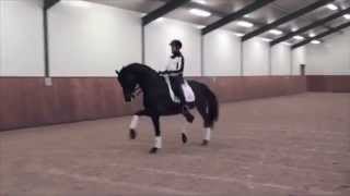 Lord Leatherdale Lord Loxley  Ferragamo  Dressage Stallion [upl. by Fazeli]