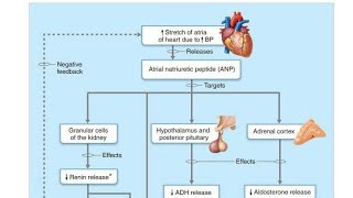 Atrial Natriuretic Peptide ANP in Hindi [upl. by Chappelka]