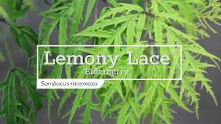 30 Seconds with Lemony Lace® Elderberry [upl. by Zertnom]