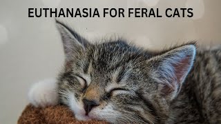 Euthanasia For Feral Cats Compassion Or Cruelty Is Animal Euthanization Ethical 😻❤️ [upl. by Adlee]