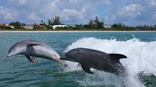 Explore Sanibel Island [upl. by Alene]