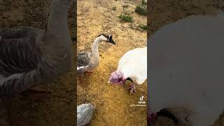 Tom the Turkey homestead turkey funny funnyanimals birdladyspeaks [upl. by Leissam]