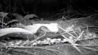 European Nightjar [upl. by Aliakim]