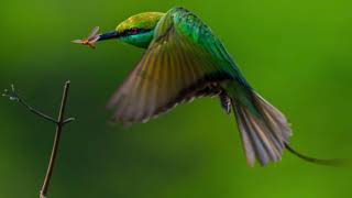 Humming bird can change colors quotfly backwards forwards downwards amp upwards amazing birdquot [upl. by Arotahs]