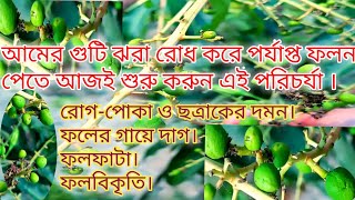 আমের গুটি ঝরা রোধ করার কার্যকরী উপায়।আম গাছের পরিচর্যা।How to prevent mango fruit drop [upl. by Sharona645]