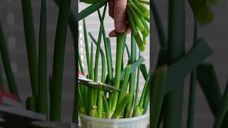 How To Regrow Green Onions At Home [upl. by Eldin]