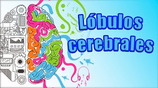 LÓBULOS cerebrales y TODAS sus partes ¿Qué nos ocurre si se dañan [upl. by Bonny]