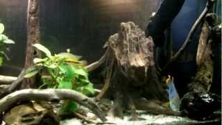 220 gallon mostly Central American cichlid aquarium [upl. by Vinni]