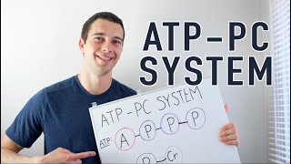 ATP PC System Explained [upl. by Gurolinick]