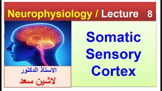 Somatic sensory cortexLashin دلاشين [upl. by Anaidni400]