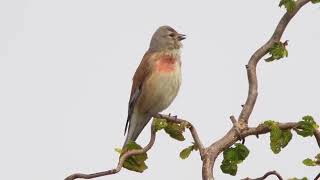 linnet song  cannabina linotte linnetbirds cannabina النينو التفاحي [upl. by Aleak]