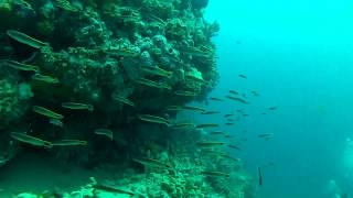 Diving Portsea Hole Victoria Australia 1080p HDmp4 [upl. by Euell]