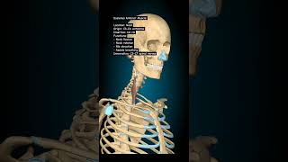 Scalenus Anterior shoulder humanbody humananatomyandphysiology biology [upl. by Kyriako]