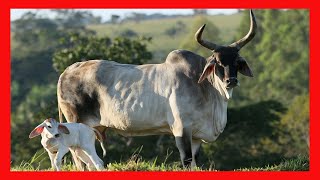 🔴 RAZA GUZERAT 🏆 Guzerá Amar ✅ Vacas Lecheras y Carnicas [upl. by Lekym172]