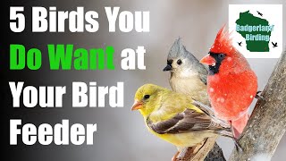 5 Common Backyard Birds You DO WANT at Your Feeder [upl. by Vidal]